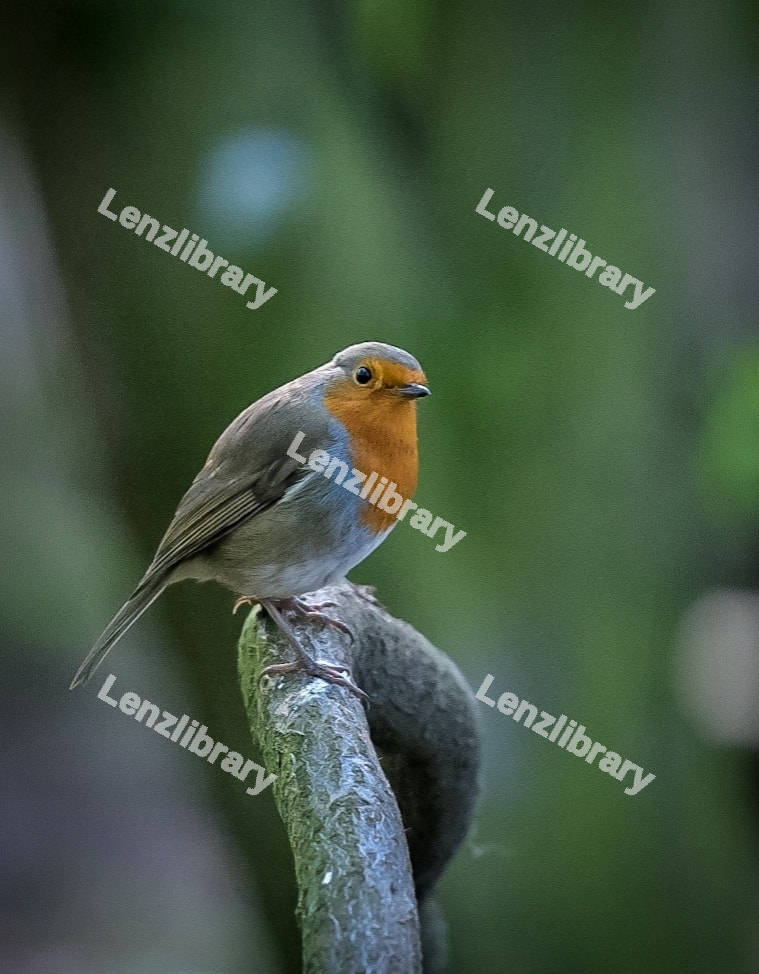 European Robin